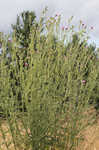 Spiny plumeless thistle